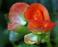 /album/fotogaleria-fotografia-macro/gfd-640x480-jpg/